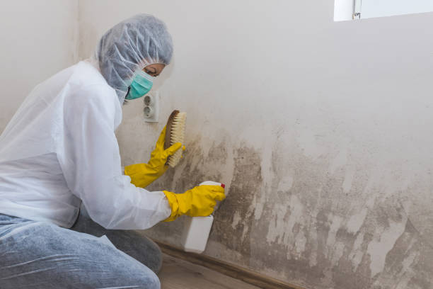Best Attic Mold Removal  in Waxhaw, NC